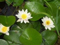 Jim Clemmer's Leader Letter Complimentary Newsletter